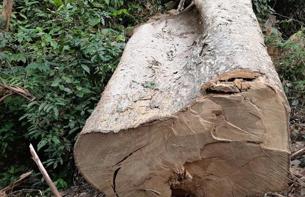 Cây gỗ Pơ Mu là gỗ gì? có tốt không? dùng để làm gì?