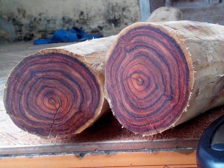 cây gỗ Sưa Đỏ