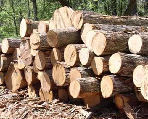 cây gỗ tràm
